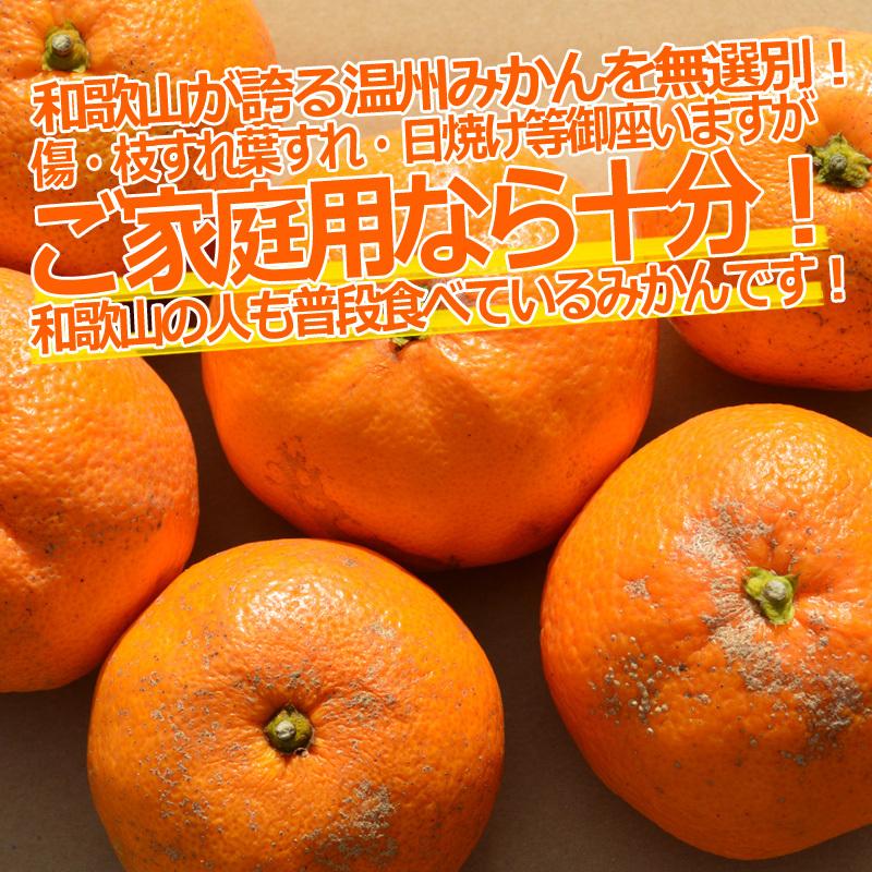 送料無料 みかん 5kg （箱込約5kg）訳あり ご家庭用 和歌山県産 産地直送  無選別 わけあり 甘いミカン｜k-yorozuya｜04