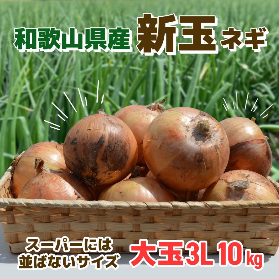玉ねぎ 和歌山県産 新玉ねぎ スーパーには並ばないサイズの大玉3L 約10キロ 産地直送 お取り寄せ 訳あり（Yahoo!・紀州万屋）