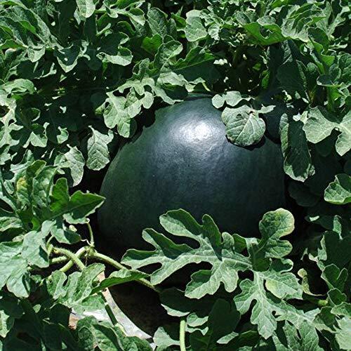 スイカ苗 夏植えスイカ 黒皮赤小玉スイカ 品種 なつここあ 自根苗自社