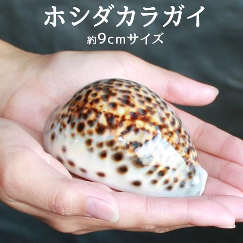 9cm ホシダカラ 星宝 開運招福 お守り 貝 ホシタカラ インテリア 財運