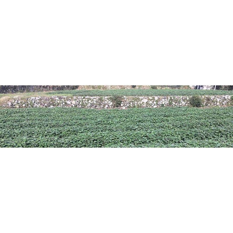 健康・野草茶センター ドクダミ茶 健康茶 国産 無添加 茶葉100％ 粉末 パウダー 100g×8個セット 野草茶センター ドクダミ茶 健康茶 国産 無添加 茶葉100％ 粉末 パウダー 100g×8個セット