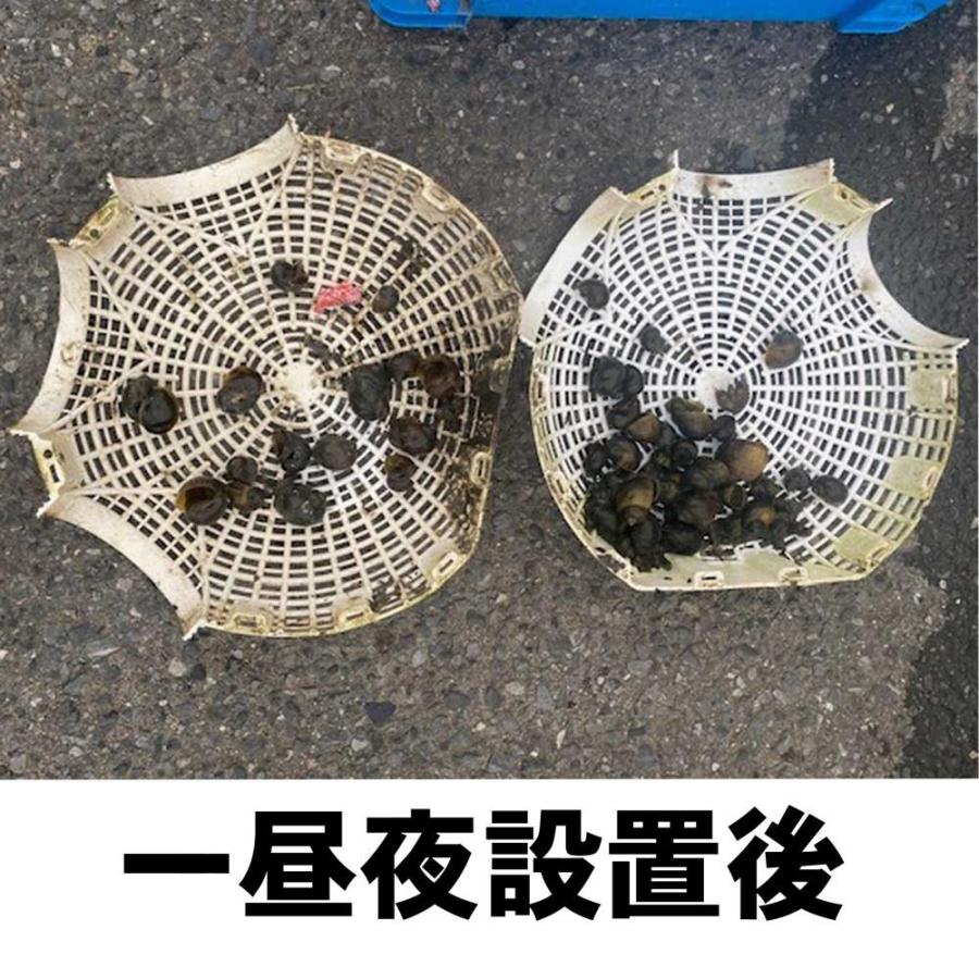 ジャンボタニシ捕獲器×20個 スクミリンゴカイ 被害 防止 対策 田んぼ