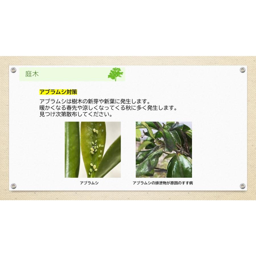 アブラムシ 対策 ダイリーグ粒剤 1.5kg×3袋 農薬 カイガラムシ 駆除 グンバイムシ 殺虫剤 ゴマダラカミキリ 庭木 サカキ 観葉植物 | ブランド登録なし | 03