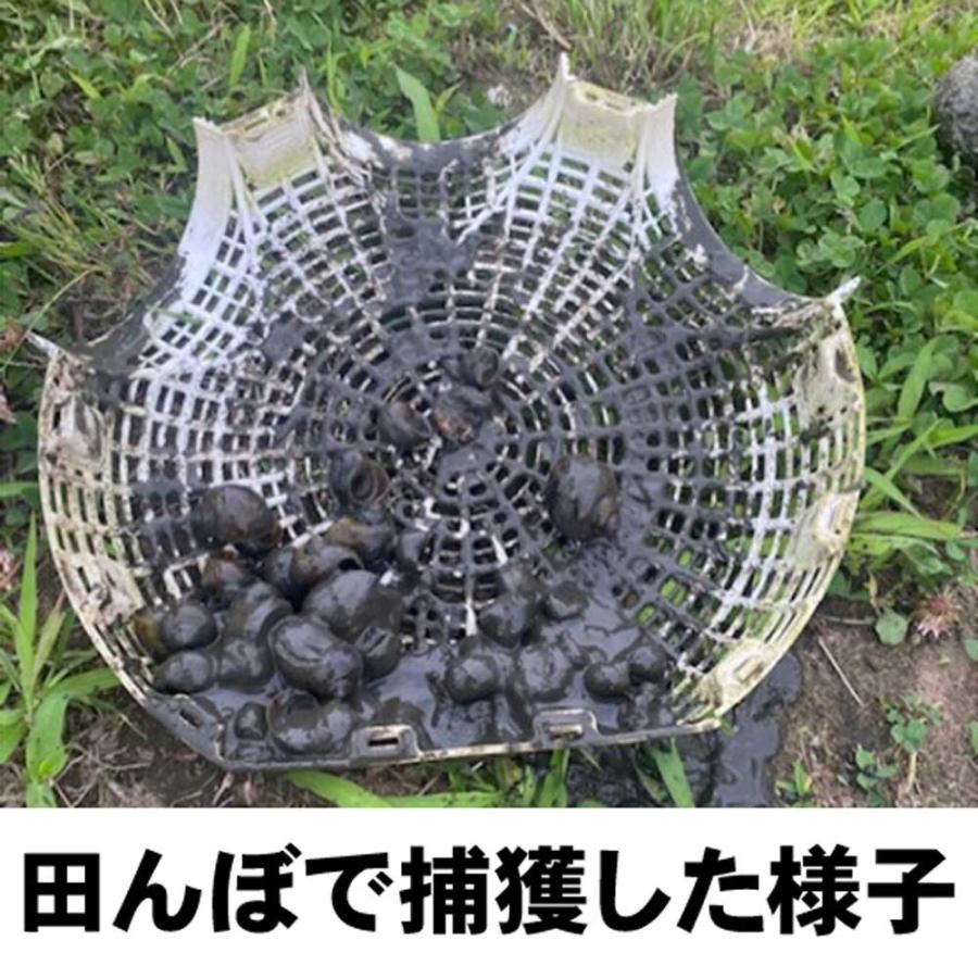 ジャンボタニシ捕獲器×5個 スクミリンゴカイ 被害 防止 対策 田んぼ