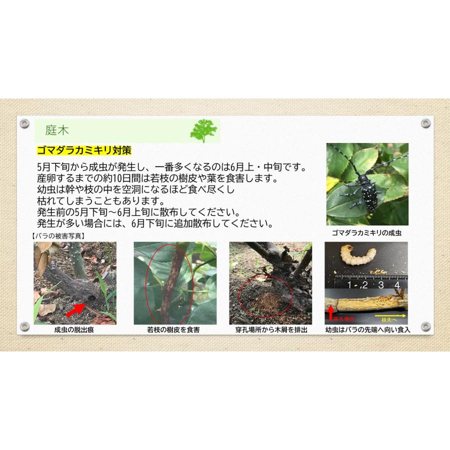 アブラムシ 対策 ダイリーグ粒剤 1.5kg 農薬 カイガラムシ 駆除 グンバイムシ 殺虫剤 ゴマダラカミキリ 庭木 サカキ 観葉植物 | ブランド登録なし | 04