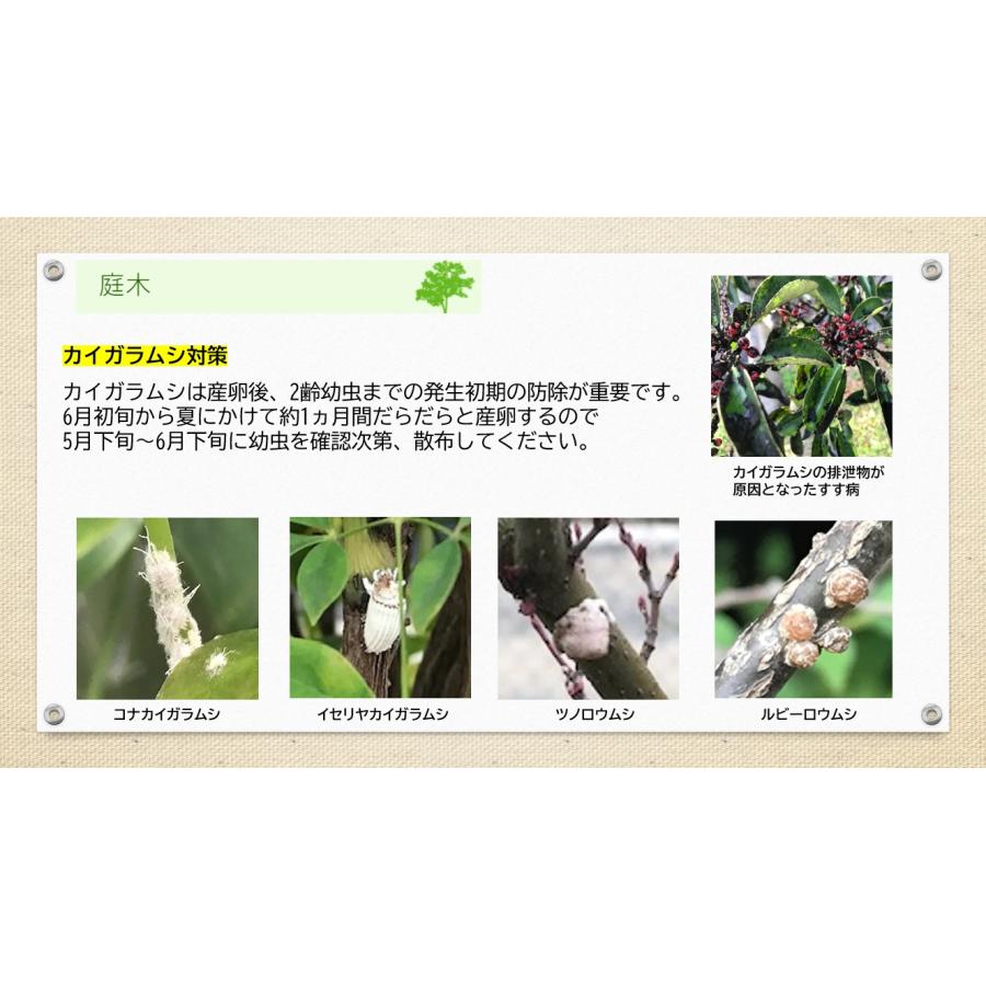 アブラムシ 対策 ダイリーグ粒剤 1.5kg 農薬 カイガラムシ 駆除 グンバイムシ 殺虫剤 ゴマダラカミキリ 庭木 サカキ 観葉植物 | ブランド登録なし | 05