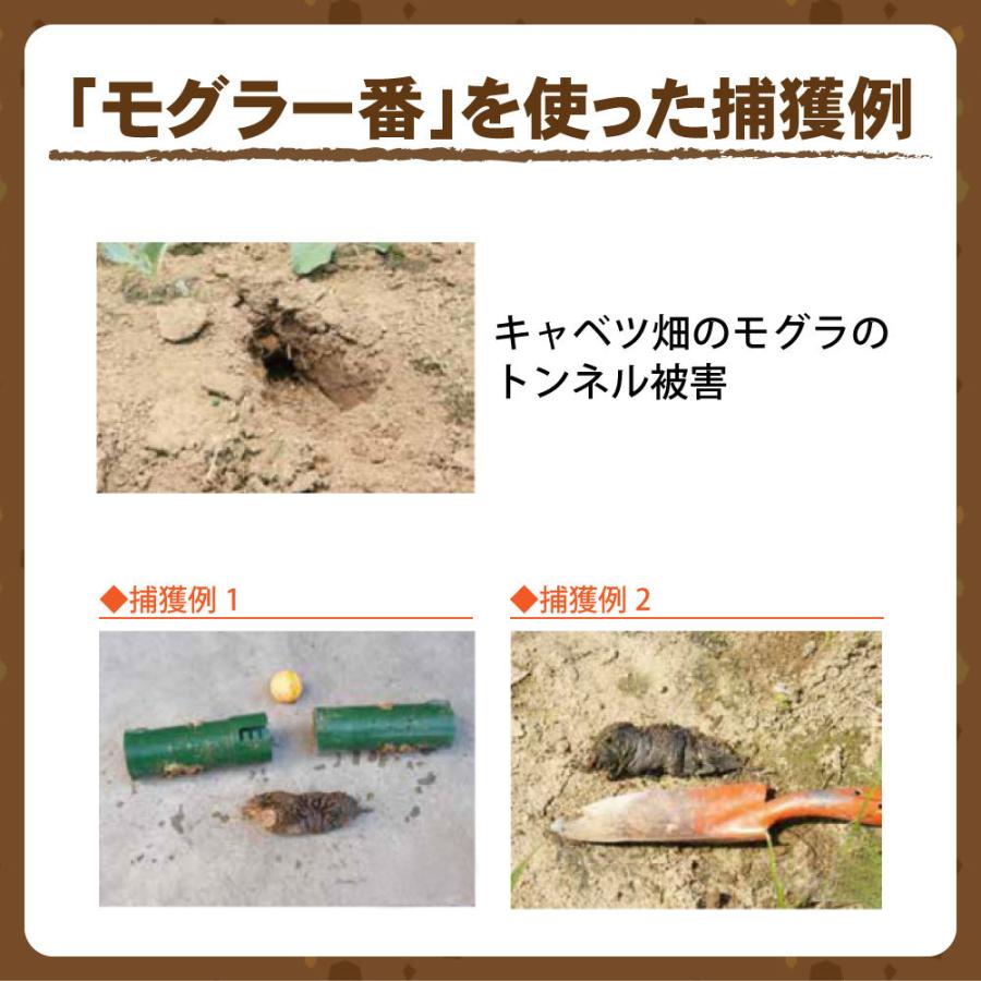 日本産土壌動物 2巻セット 日本産土壌動物 第二版: 分類のための図解検索 | 青木 淳一