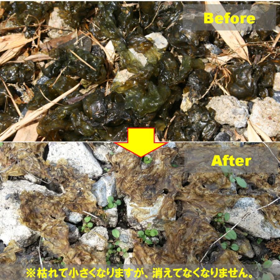 イシクラゲ駆除剤 コケそうじ イシクラゲ用 業務用濃縮液 2L 非農耕地用 庭 駐車場 イシクラゲ用 コケそうじ 業務用濃縮液 2L GSE