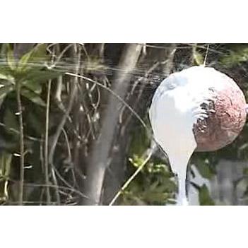 イカリ消毒 スズメバチ 駆除 スズメバチ駆除 ハチの巣駆除ムース イカリ消毒 スズメバチ 駆除 スズメバチ駆除 ハチの巣駆除ムース