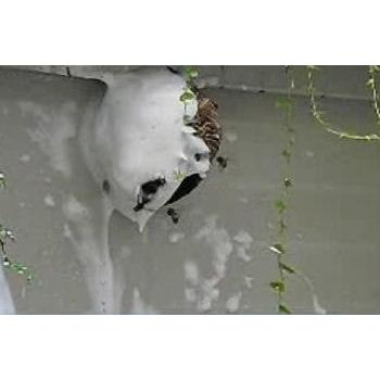 イカリ消毒 スズメバチ 駆除 スズメバチ駆除 ハチの巣駆除ムース イカリ消毒 スズメバチ 駆除 スズメバチ駆除 ハチの巣駆除ムース