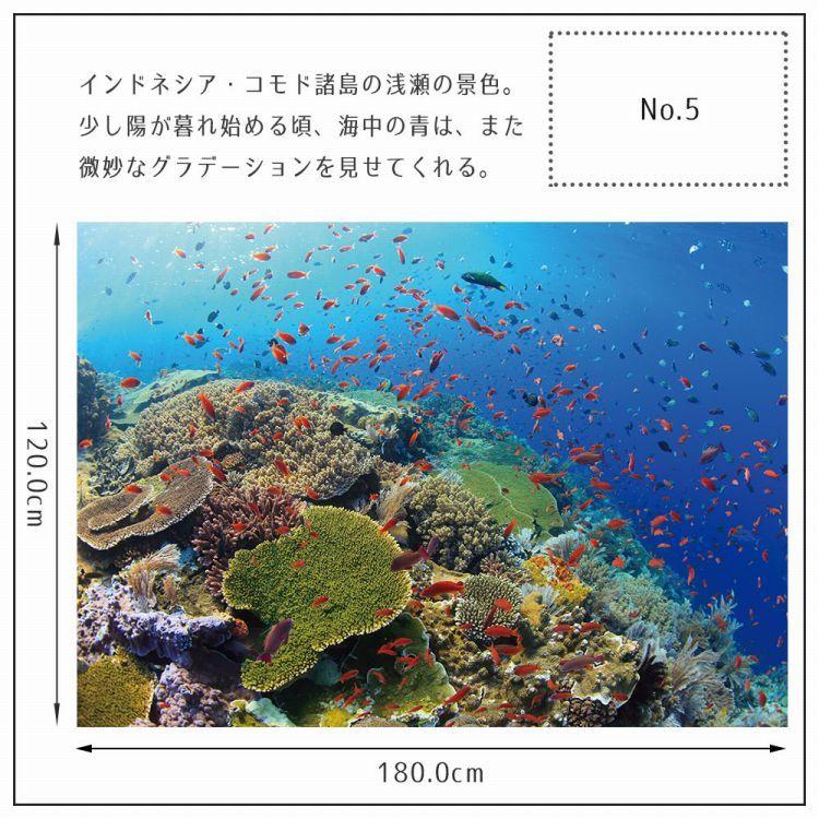 ポスター ウォールステッカー 海 はがせる ウォールシール 海 魚 熱帯魚 LLサイズ 鍵井 靖章 海の生き物 知育 子供部屋 浴室 トイレ 装飾 |  | 18