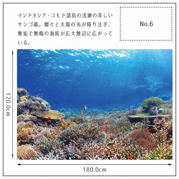 ポスター ウォールステッカー 海 はがせる ウォールシール 海 魚 熱帯魚 LLサイズ 鍵井 靖章 海の生き物 知育 子供部屋 浴室 トイレ 装飾 |  | 19
