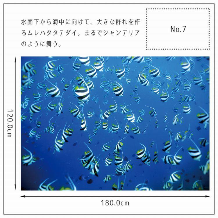 ポスター ウォールステッカー 海 はがせる ウォールシール 海 魚 熱帯魚 LLサイズ 鍵井 靖章 海の生き物 知育 子供部屋 浴室 トイレ 装飾 |  | 20