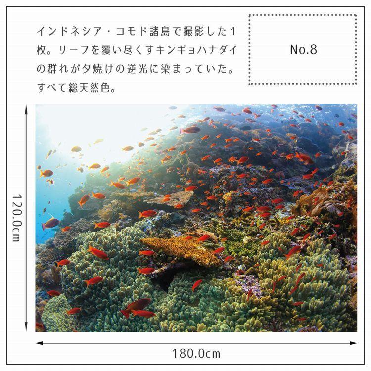 ポスター ウォールステッカー 海 はがせる ウォールシール 海 魚 熱帯魚 LLサイズ 鍵井 靖章 海の生き物 知育 子供部屋 浴室 トイレ 装飾 |  | 21