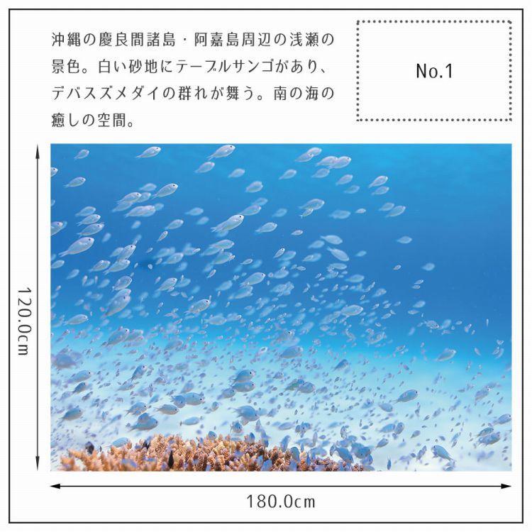 ポスター ウォールステッカー 海 はがせる ウォールシール 海 魚 熱帯魚 LLサイズ 鍵井 靖章 海の生き物 知育 子供部屋 浴室 トイレ 装飾 |  | 14
