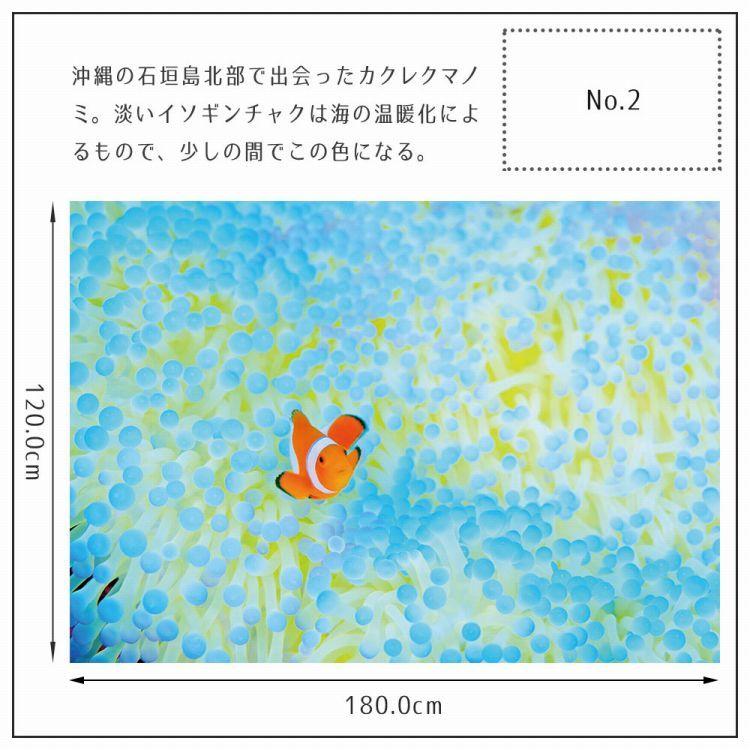 ポスター ウォールステッカー 海 はがせる ウォールシール 海 魚 熱帯魚 LLサイズ 鍵井 靖章 海の生き物 知育 子供部屋 浴室 トイレ 装飾 |  | 15
