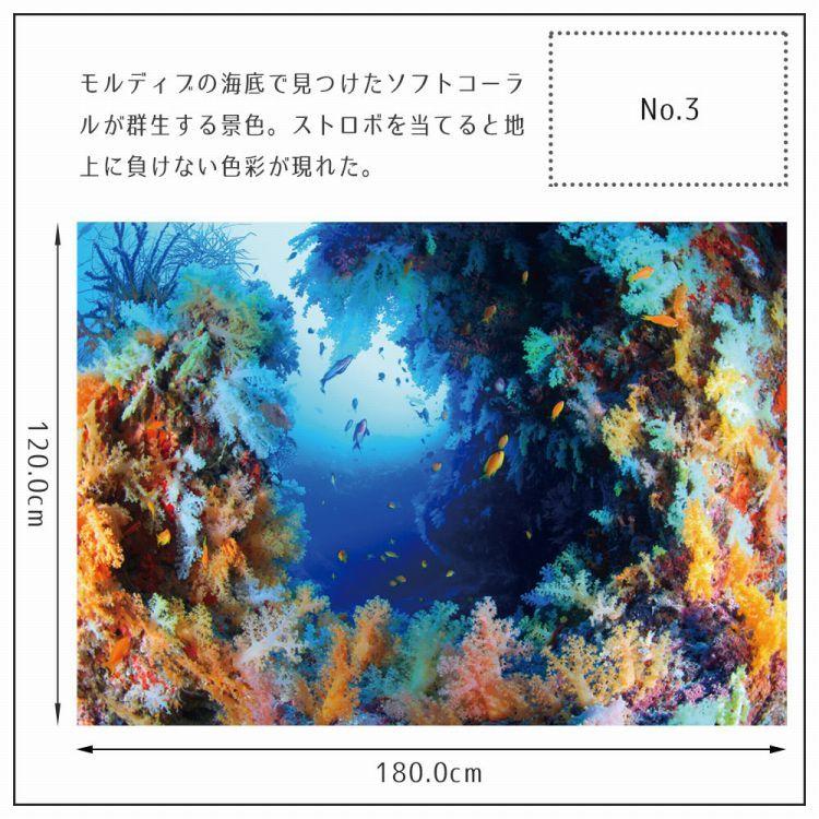 ポスター ウォールステッカー 海 はがせる ウォールシール 海 魚 熱帯魚 LLサイズ 鍵井 靖章 海の生き物 知育 子供部屋 浴室 トイレ 装飾 |  | 16