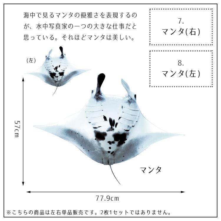 ウォールステッカー 海 はがせる ウォールシール イルカ サメ マンタ MLサイズ 鍵井 靖章 海の生き物 知育 子供部屋 浴室 トイレ 装飾 |  | 23