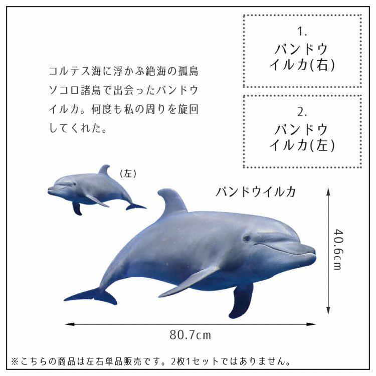ウォールステッカー 海 はがせる ウォールシール イルカ サメ マンタ MLサイズ 鍵井 靖章 海の生き物 知育 子供部屋 浴室 トイレ 装飾 |  | 20