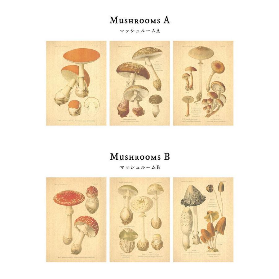 壁紙屋本舗 アートポスター 花 植物 蝶 全16柄 亜麻 (リネン) 3枚 1