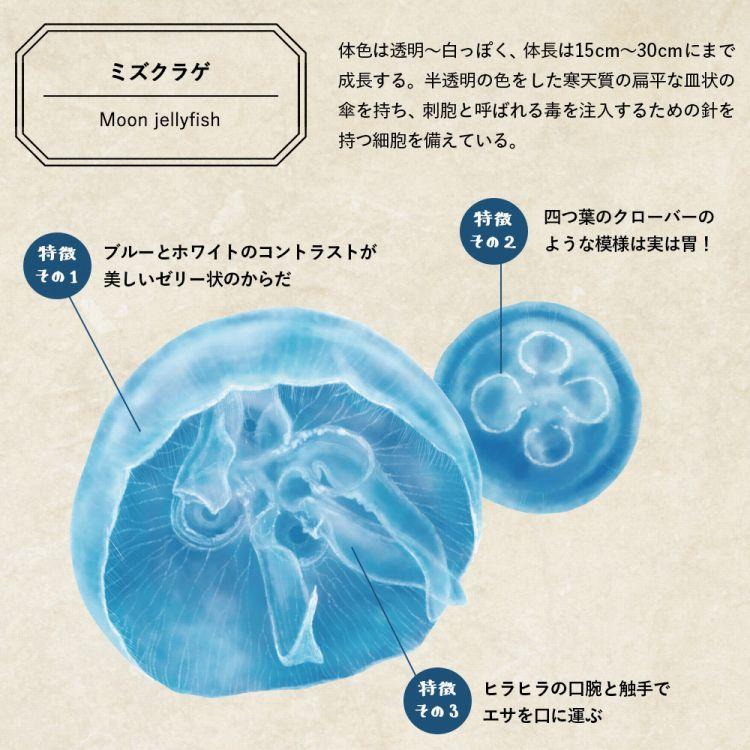 透ける 窓用 ステッカー クラゲ 水海月 セット販売 水族館 防水 撥水 室内装飾 デコレーション 子供部屋 しっかり貼れる 強粘着タイプ | 壁紙屋本舗 | 09