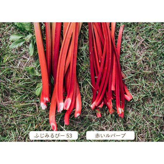 冷凍赤ルバーブ　4キロ　八ヶ岳山麓 信州八ヶ岳山麓】赤い生ルバーブ4㎏（冷凍保存可能）：長野県産