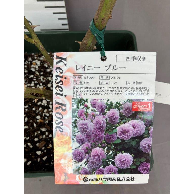 薔薇 レイニーブルー つるバラ 京成バラ園 : 日本ライン花木センター