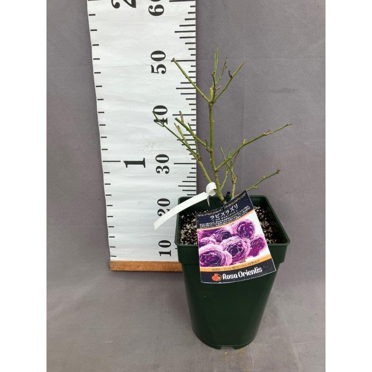薔薇 ラピスラズリ（ロサ・オリエンティス）四季咲き : 日本ライン花木