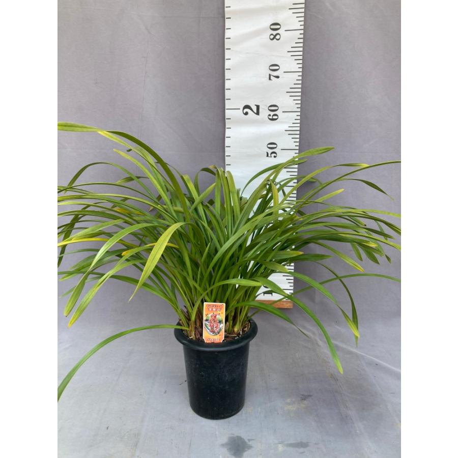 キンリョウヘン大株 花芽5芽以上 : 日本ライン花木センターYahoo