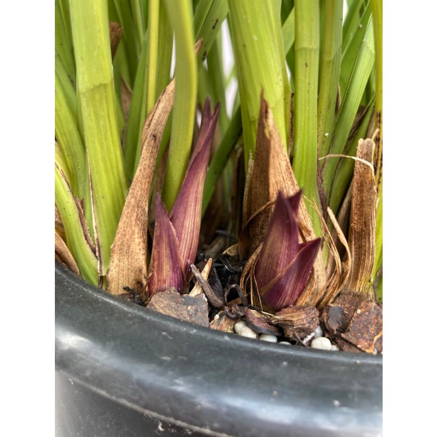 キンリョウヘン大株 花芽5芽以上 : 日本ライン花木センターYahoo