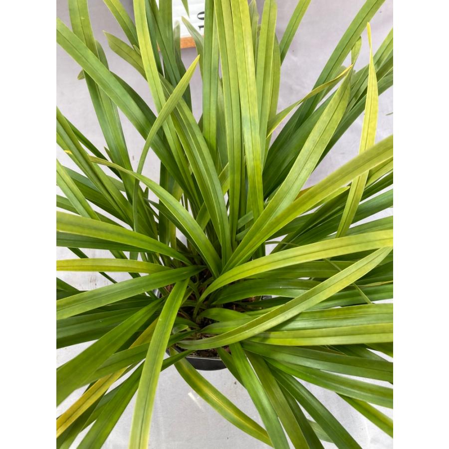 キンリョウヘン大株 花芽5芽以上 : 日本ライン花木センターYahoo