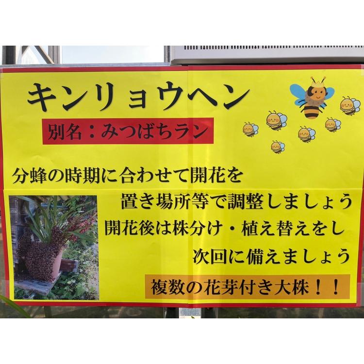 キンリョウヘン大株 花芽5芽以上 : 日本ライン花木センターYahoo