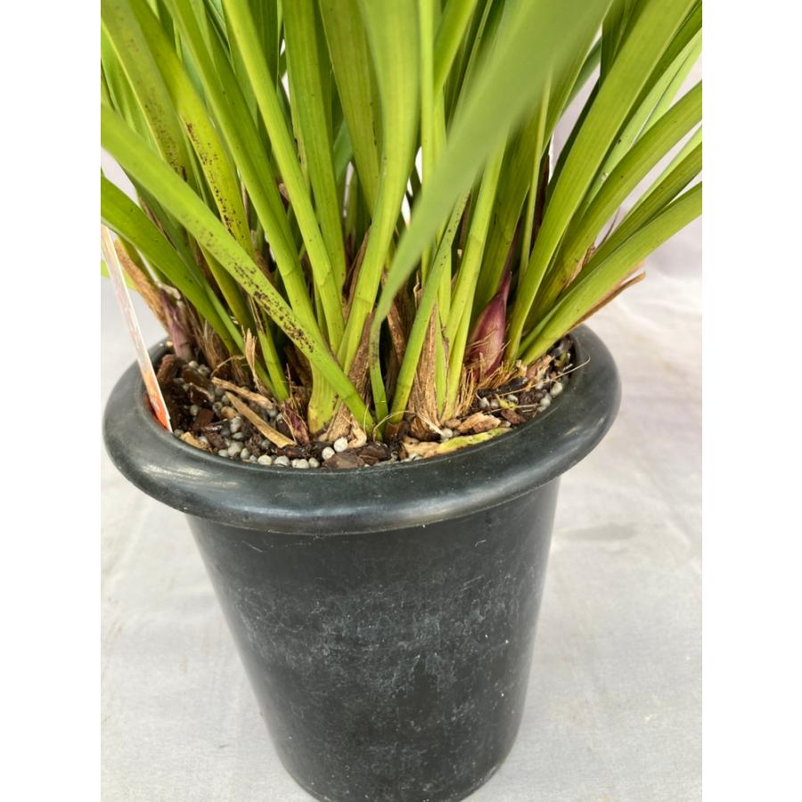 キンリョウヘン大株 花芽5芽以上 : 日本ライン花木センターYahoo