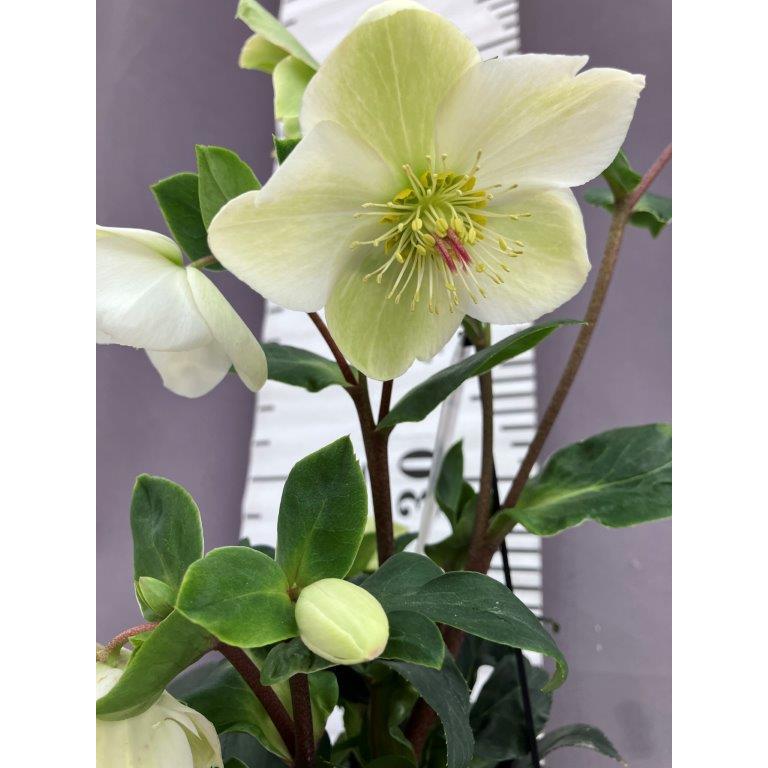 氷の薔薇①花付き６品種⭐️６鉢セット クリスマスローズ【氷の薔薇】ホワイト : 日本ライン花木センターYahoo