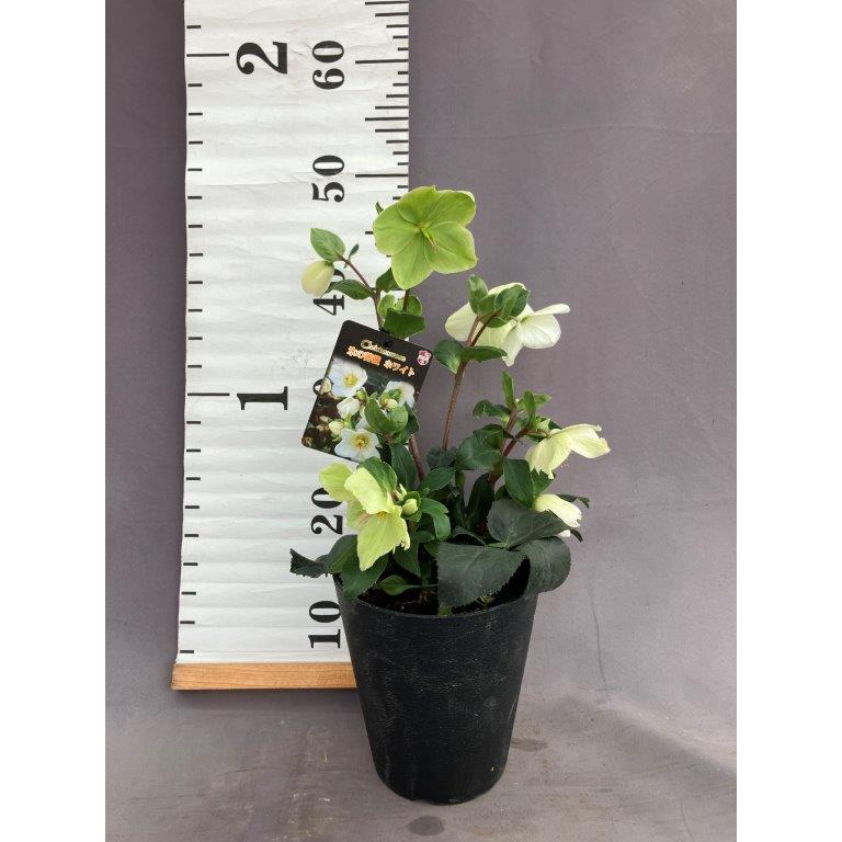 氷の薔薇⭐️６品種⭐️　６鉢セット クリスマスローズ【氷の薔薇】ホワイト 日本ライン花木センターYahoo : その他