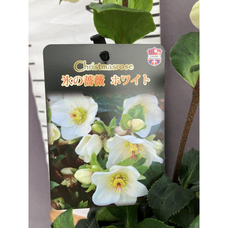 クリスマスローズ【氷の薔薇】ホワイト : 日本ライン花木センターYahoo