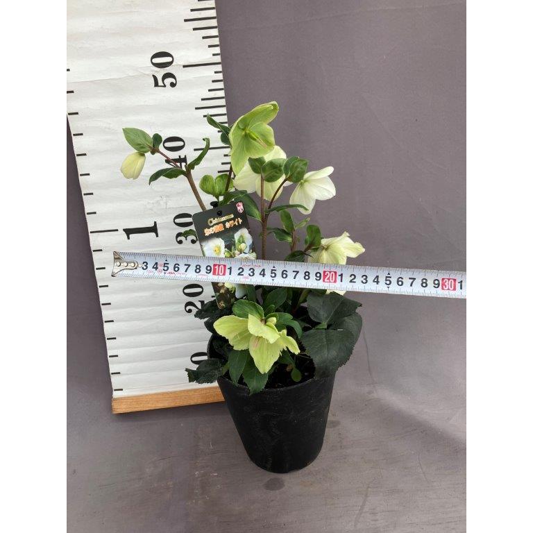 氷の薔薇①花付き６品種⭐️６鉢セット クリスマスローズ【氷の薔薇】ホワイト : 日本ライン花木センターYahoo