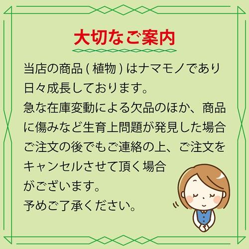 ぶどう シャインマスカット 接木苗 人気 ウイルスフリー : 日本ライン