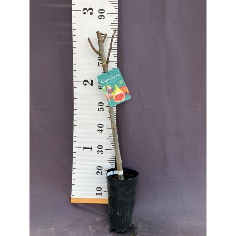 いちじく ブリジャソットグリース 苗木 : 日本ライン花木センターYahoo