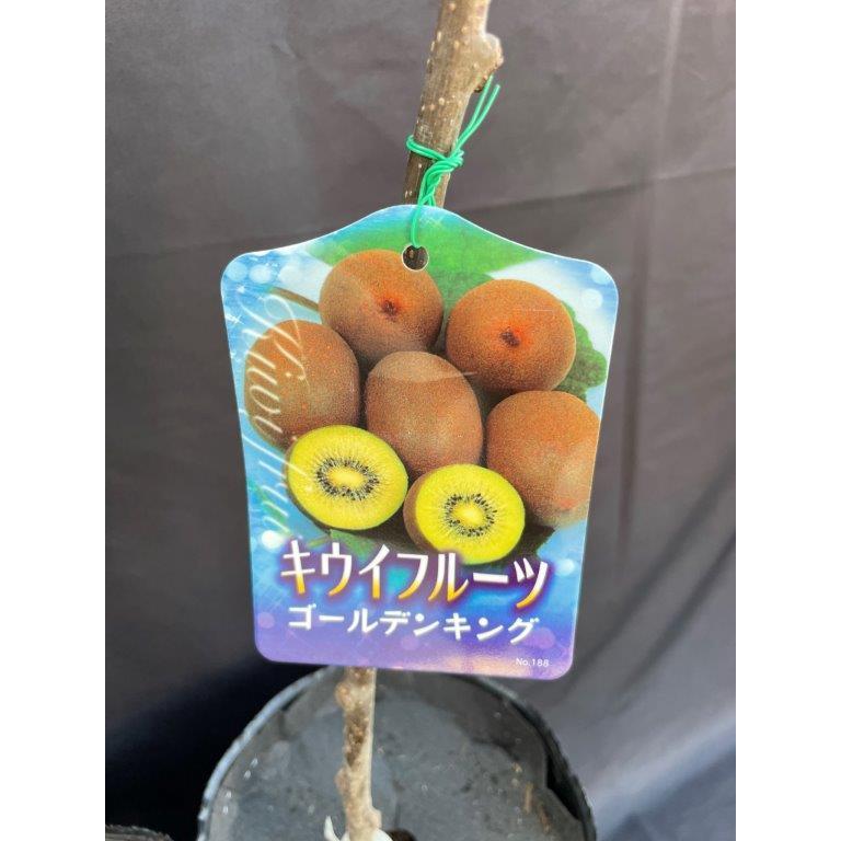キウイ ゴールデンキング&孫悟空 雄雌セット : 日本ライン花木センター