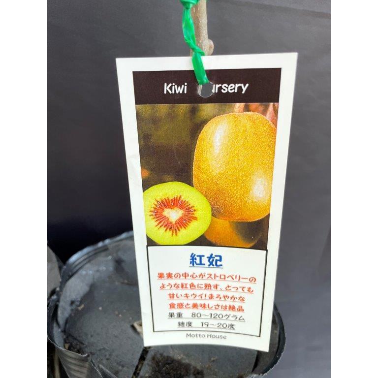 紅妃 キウイの苗木接ぎ木雄、雌セット Amazon.co.jp: キウイ