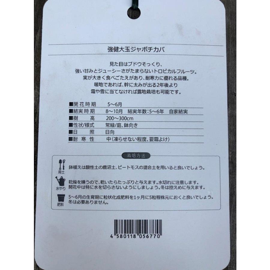 強健大玉ジャボチカバ 熱帯果樹 5号 : 日本ライン花木センターYahoo