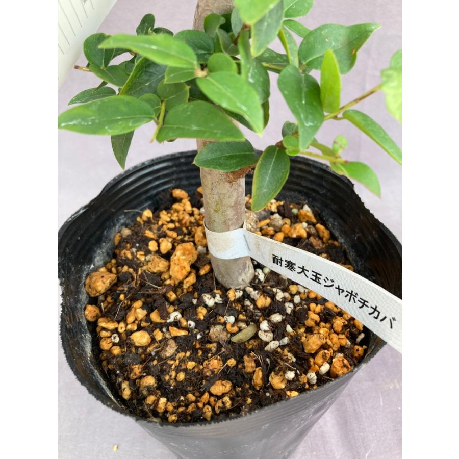 強健大玉ジャボチカバ 熱帯果樹 5号 : 日本ライン花木センターYahoo