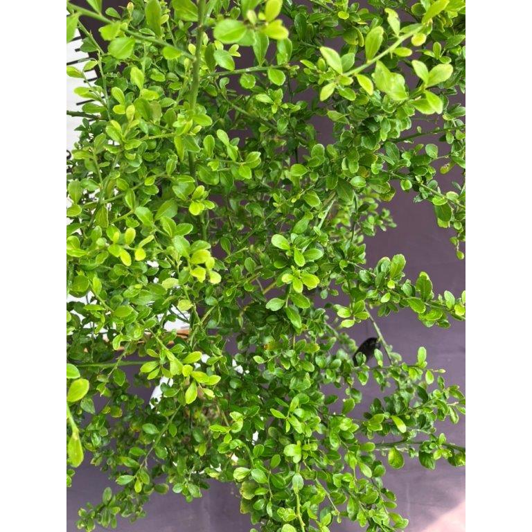 フィンガーライム・リックスレッド5号鉢【実付き】 : 日本ライン花木