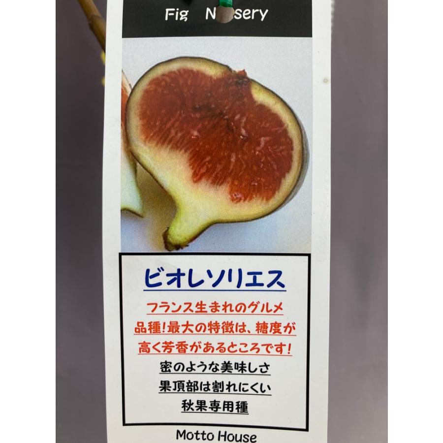 いちじく・ビオレソリエス 苗木 : 日本ライン花木センターYahoo