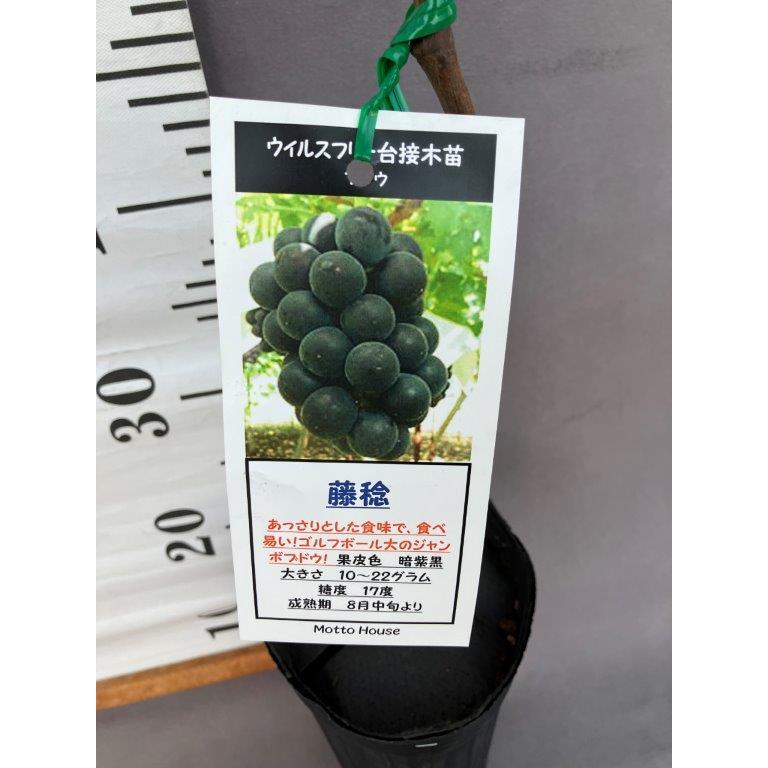 ぶどう 藤稔 接木苗 人気 ウィルスフリー : 日本ライン花木センター