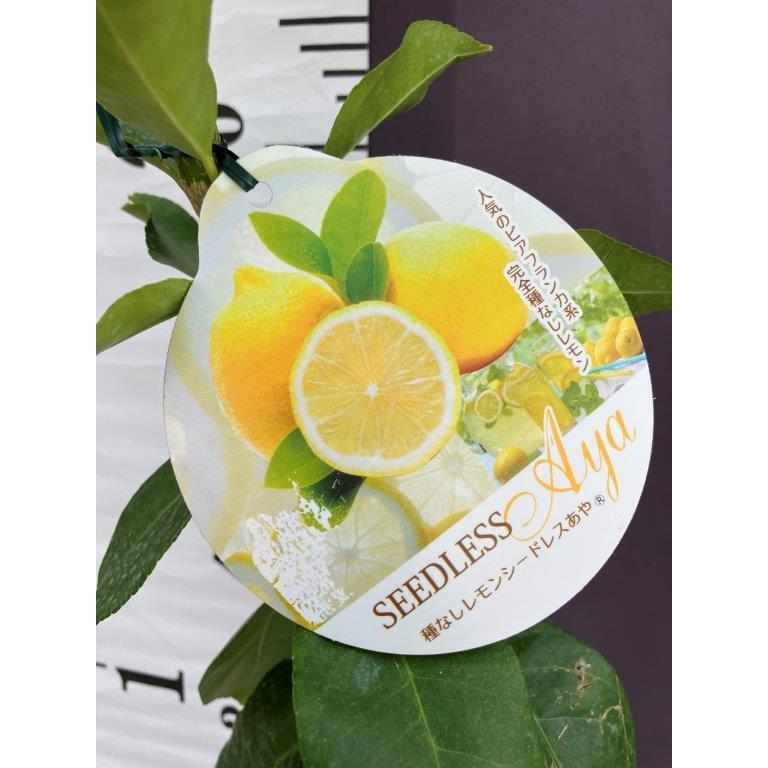 種なしレモン・シードレスあや 4号ポット : 日本ライン花木センター