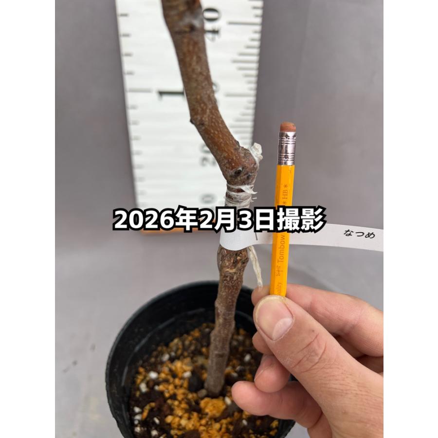 大実なつめ スーパージャイアント : 日本ライン花木センターYahoo