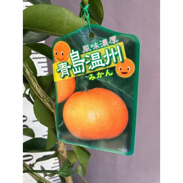 青島温州みかん【2年生接ぎ木苗】 : 日本ライン花木センターYahoo