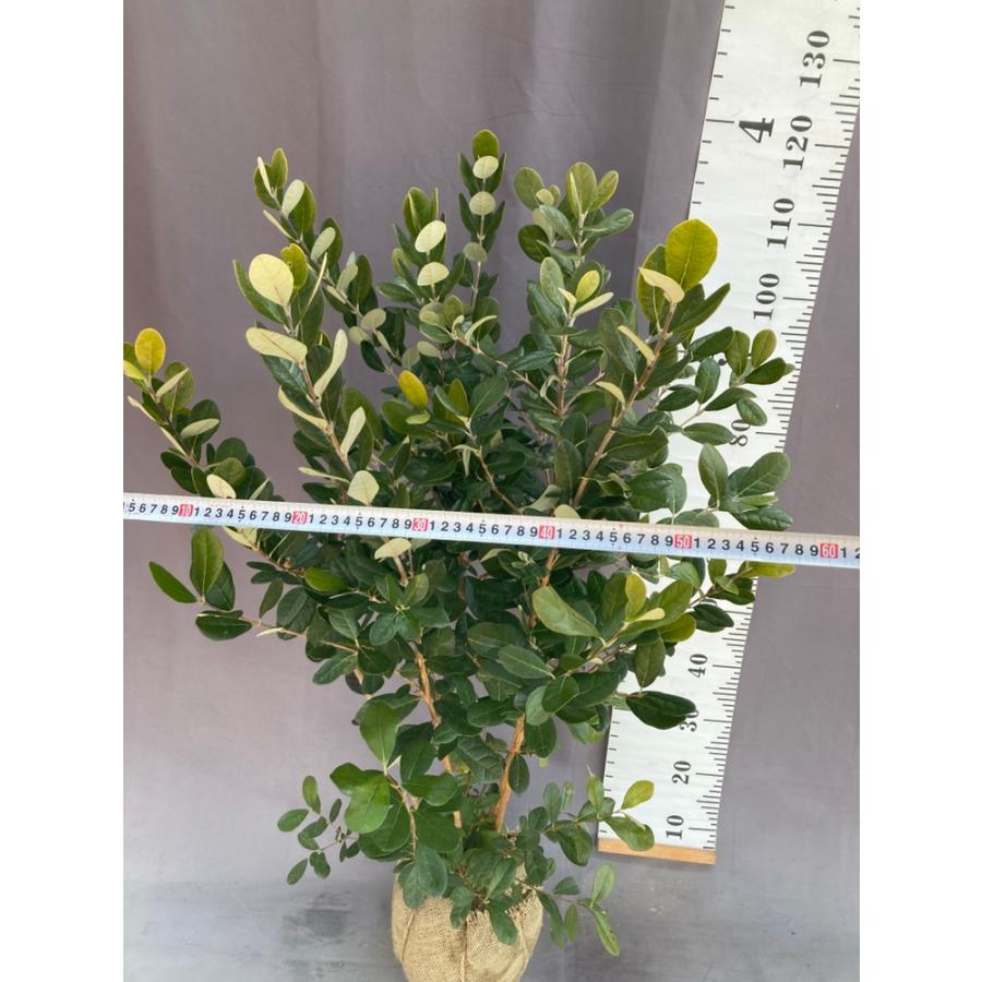 8-16果樹【フェイジョア】樹高約112cm【送料込み】 園芸ネット本店｜フェイジョア：マリアン樹高1.5m根巻き の通販【公式】